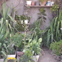 فروش گل طبیعی|گل و گیاه طبیعی|دهدشت, |دیوار