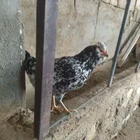 فروش تخم نطفه دارگلین