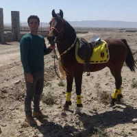 اسب نریان کرد اصیل پرخون|اسب و تجهیزات اسب‌سواری|کاشمر, |دیوار