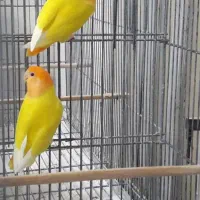 طوطی برزیلی