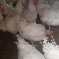 مرغ پو په لار|حیوانات مزرعه|بانه, |دیوار