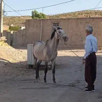 اسب بی نظیر