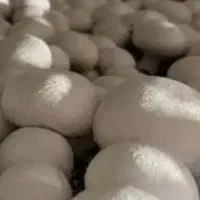 راهنمایی درموردقارچ