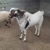 نری سرخون|حیوانات مزرعه|بندرعباس, |دیوار