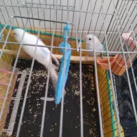 مرغ عشق و فنج|پرنده|قم, علی آباد|دیوار