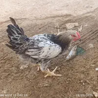 مرغ و خروس|حیوانات مزرعه|شیراز, کفترک|دیوار