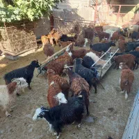 سلام گوسفند فروشی|حیوانات مزرعه|مرودشت, نقش رستم|دیوار