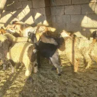 فروش کهره وچپش|حیوانات مزرعه|شیراز, میانرود|دیوار