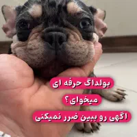 فرنچ بولداگ های استثنائی|سگ|تهران, نارمک|دیوار