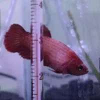 ماهی فایتر ماده ، فایتر نر|ماهی|مشهد, امیریه|دیوار