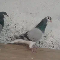 نروماده خرقه وواز|پرنده|اصفهان, حصه جنوبی|دیوار