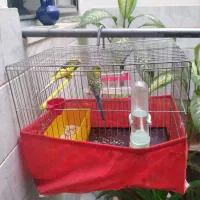 جفت مرغ عشق نر و ماده به فروش میرسد|پرنده|سنقر, |دیوار