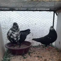 کبوتر پرشی قاره کله ماستی