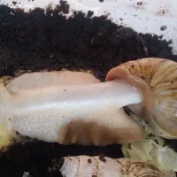 حلزون|خزنده|خمینی‌شهر, |دیوار