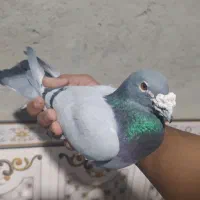 کیلومتری نر|پرنده|سراوان, |دیوار