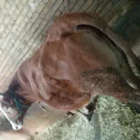 باسلام گاو سمینتال