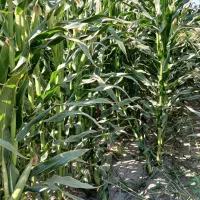 فروش ذرت علوفه ای کشت اول ۱.۵هکتاردرروستای گورخانه