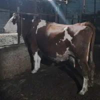 گاو سیمینتال قرمز