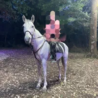 اسب کرد|اسب و تجهیزات اسبسواری|لاهیجان, کوی زمانی|دیوار