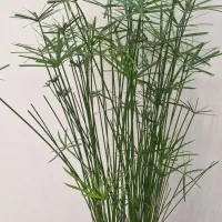 نخل|گل و گیاه طبیعی|اردبیل, |دیوار