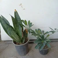 گل‌های آپارتمانی|گل و گیاه طبیعی|کنارک, |دیوار