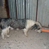 سگ نر بسیار عاقل و باهوش واکسن زده حرف گوش کن|سگ|شوشتر, |دیوار