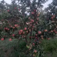 سیب زیر درختی روی درخت خریدارم