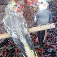 عروس هلندی