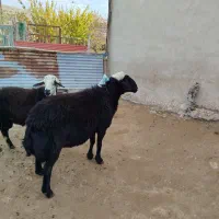 ۲تاقوچ درشت هیکلی