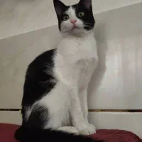 واگذاری گربه خانگی دی اس اچ