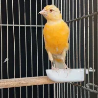 قناری موزاییکی اورجینال و طلایی چشم قرمز|پرنده|شیراز, صاحب الزمان|دیوار