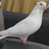 کبوتر فروشی