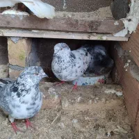 دو عدد کبوتر|پرنده|فاضل آباد, |دیوار