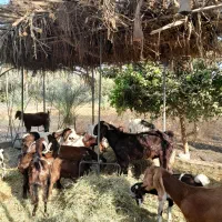 گوسفندپاکستانی|حیوانات مزرعه|جیرفت, |دیوار