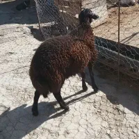 بره قوچ قزل اصل|حیوانات مزرعه|کوهدشت, |دیوار