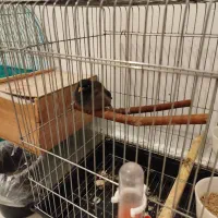 مرغ مینا نر ۸ماهه