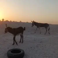 فروش یک خر با بچه اش بفرس میرسد