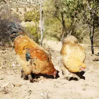 خروس ومرغ برهما