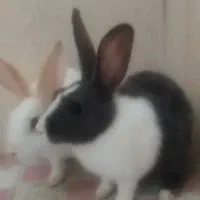 فروش خرگوش