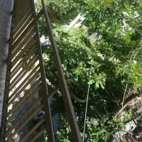 سوئیت سویت سوییت