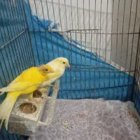 قناری|پرنده|خرمدشت, |دیوار