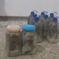 خیارشور محلی ولایتی