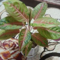 اگلونما کمیاب کلکسیونی سوپر صورتی|گل و گیاه طبیعی|تهران, افسریه شمالی|دیوار