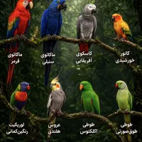 خریدوفروش کاسکو اکلکتوس راهب کاکادو آرا