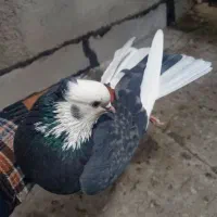 کبوتر|پرنده|زنجان, |دیوار