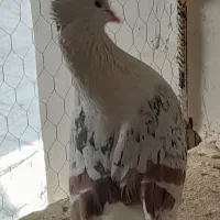 کبوتر|پرنده|دورود, |دیوار