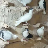 کفتر