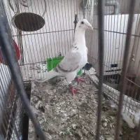 کفتر یا کبوتر  پشت گراف