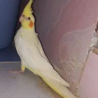 یک جفت عروس هلندی نروماده