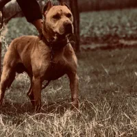 سگ پیت بول سرحال